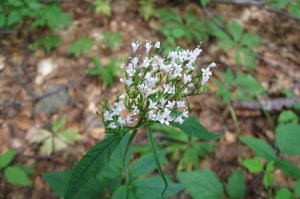 Valeriana tripteris (1200 x 799)